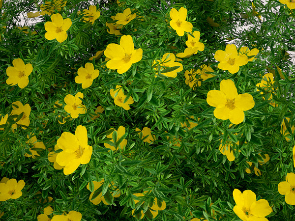 plant flowers 3d 3ds - Goldfinger Potentilla... by MasterPixel